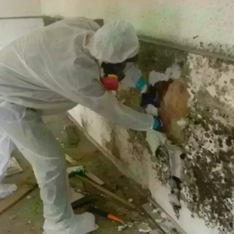 Mold Remediation and Removal in Rosemount, OH